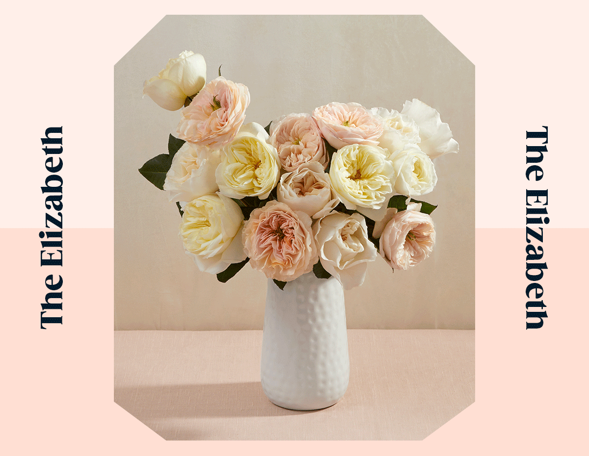 NEW David Austin Roses The Bouqs Company